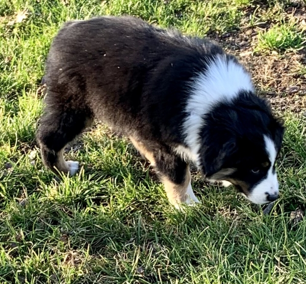 Max