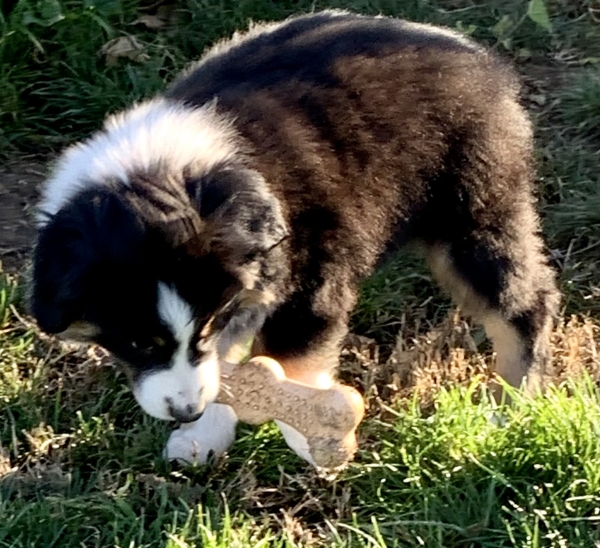 Max