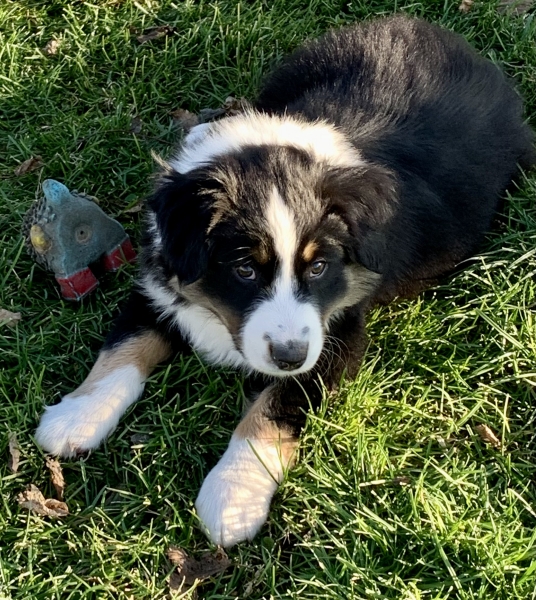 Max