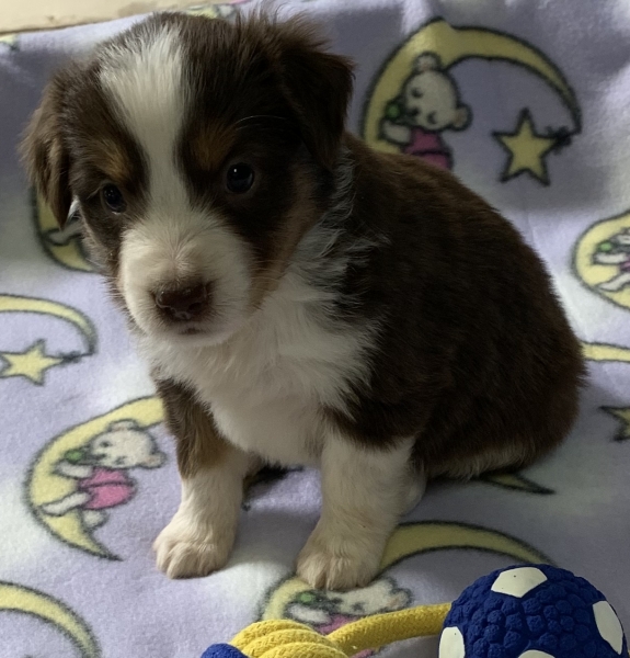 Maisie