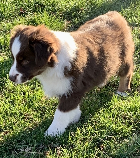 Buddy