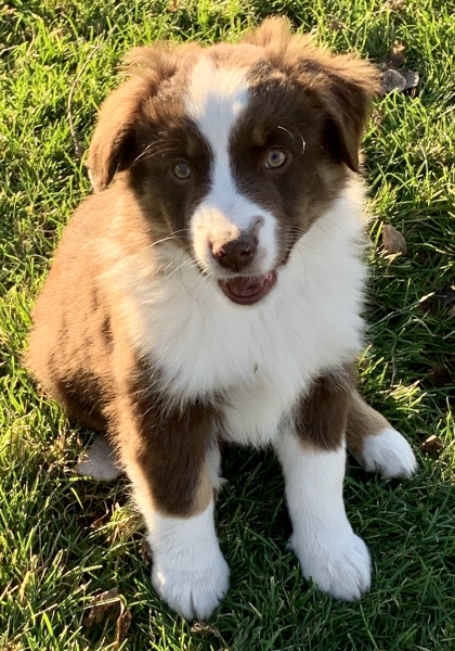 Buddy