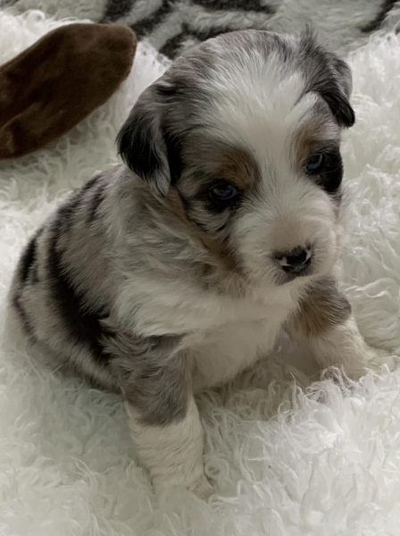 Lola