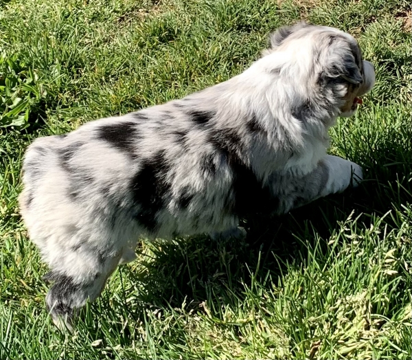 Lola