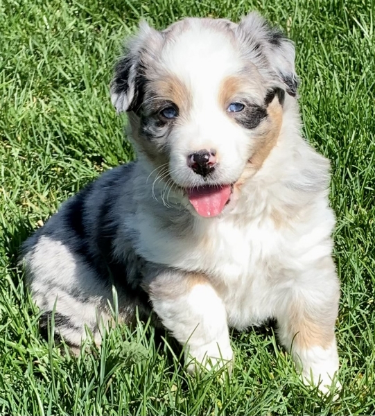 Lola