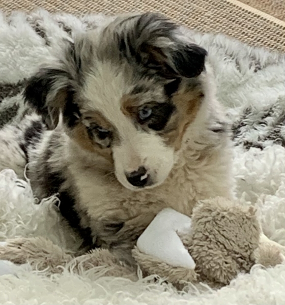 Lola
