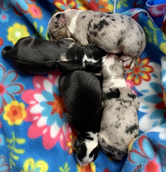 Nutmeg × Parker litter