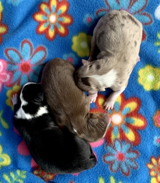 Nutmeg × Parker litter