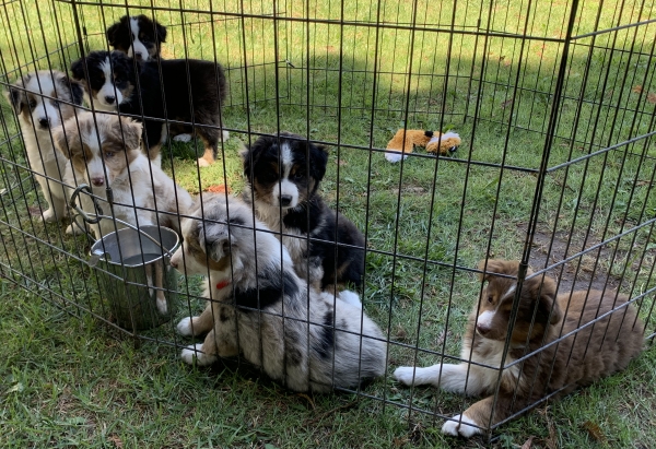 Nutmeg × Parker litter