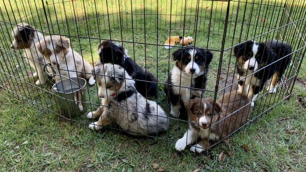 Nutmeg × Parker litter