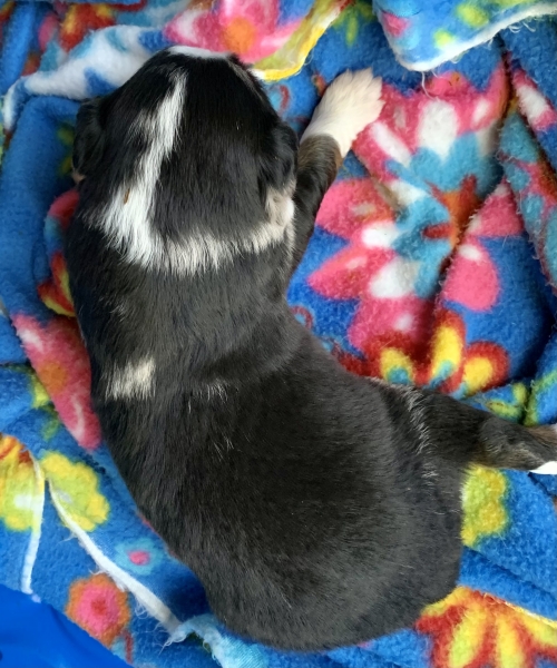 Bingo