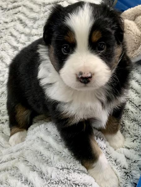 Dixie