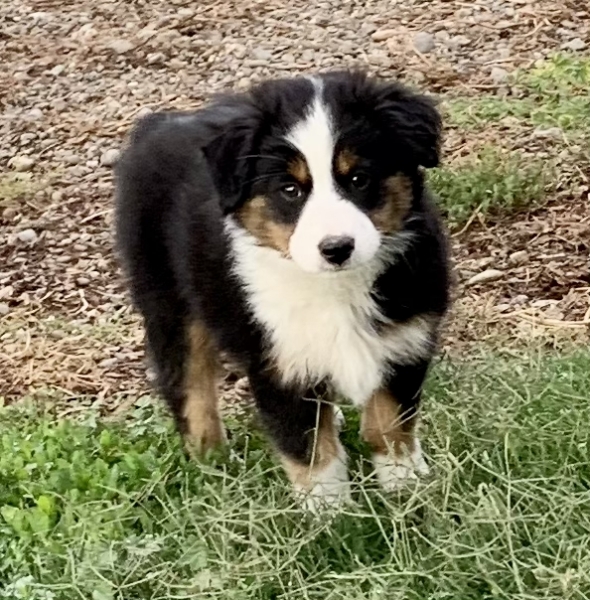 Dixie