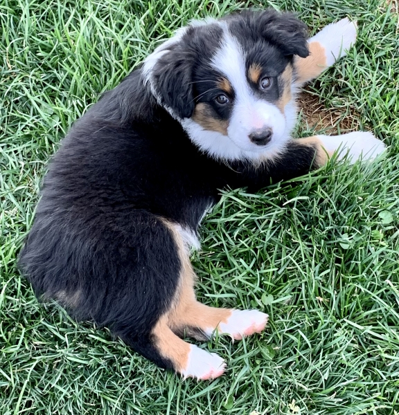 Dixie