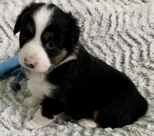 Levi