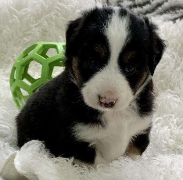 Levi
