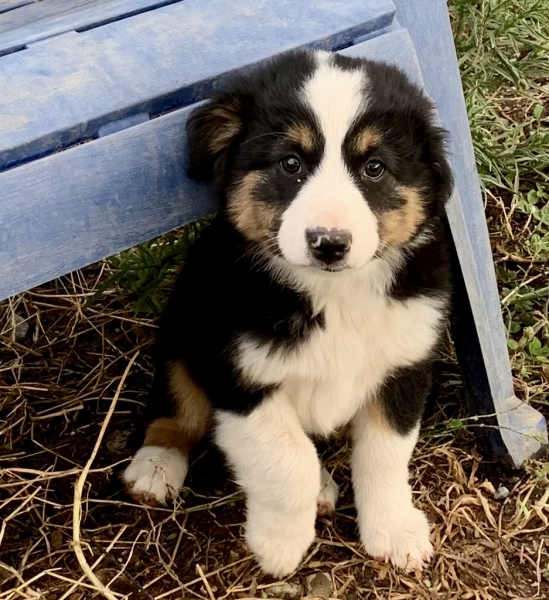 Levi