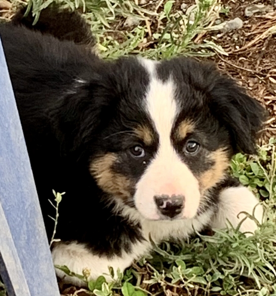 Levi