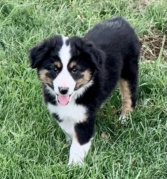 Levi