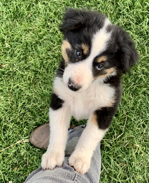 Levi