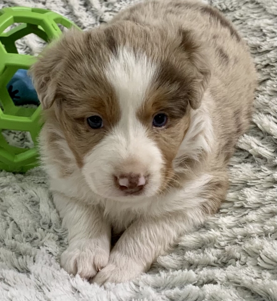 Sadie