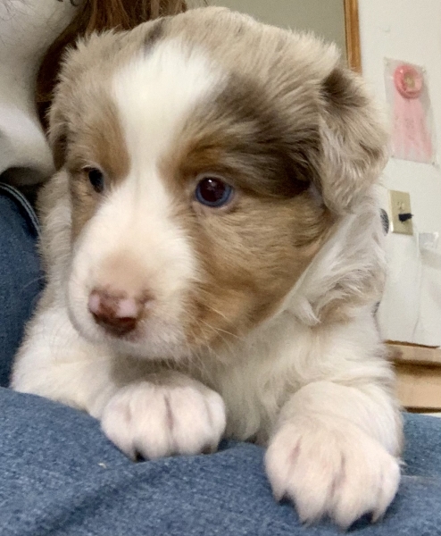 Sadie