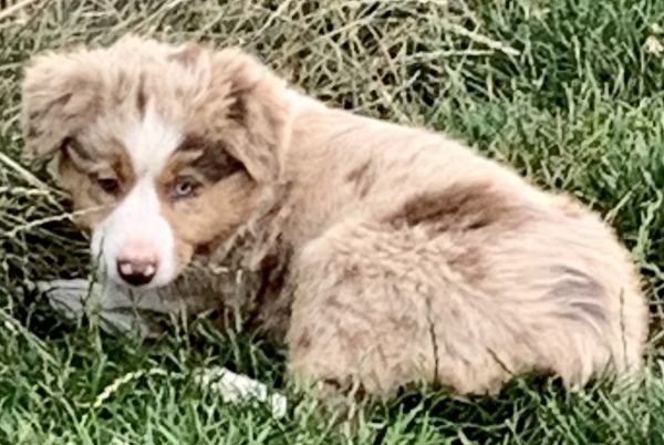 Sadie