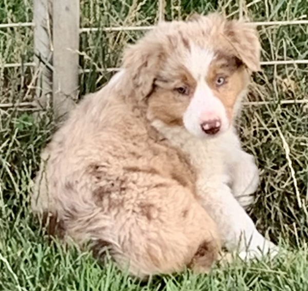 Sadie