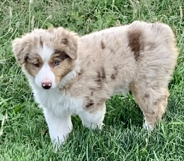 Sadie
