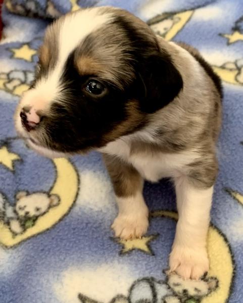 Cooper
