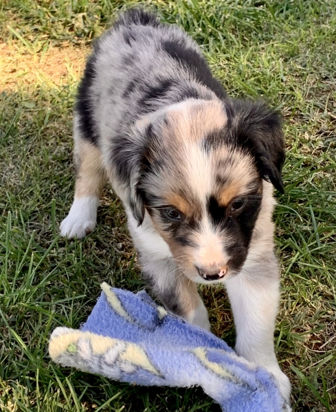 Cooper