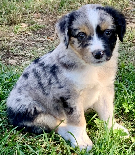 Cooper