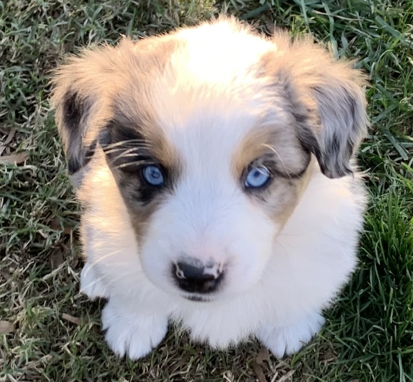 Aspen