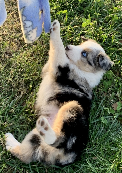 Aspen