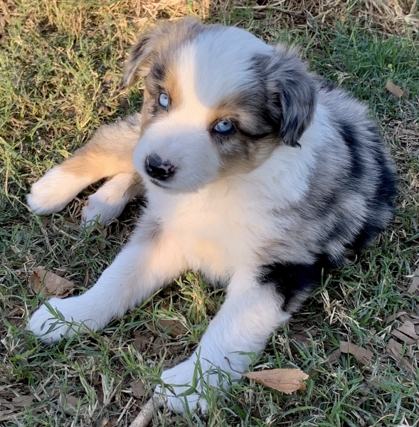 Aspen