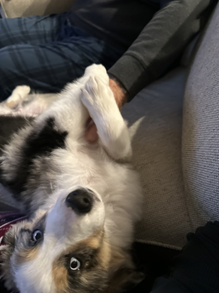 Aspen