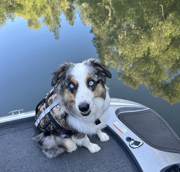 Aspen