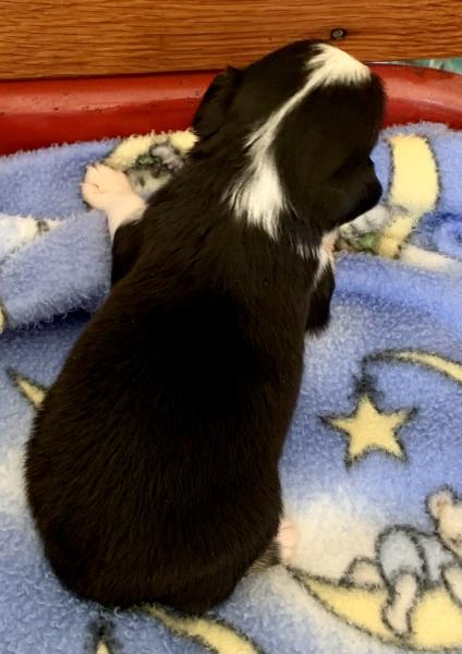 Minnie