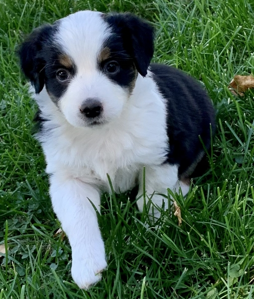 Nellie