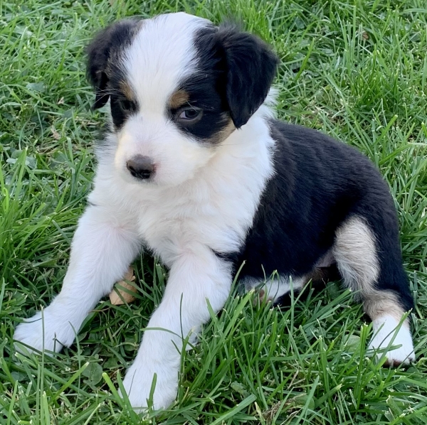 Nellie