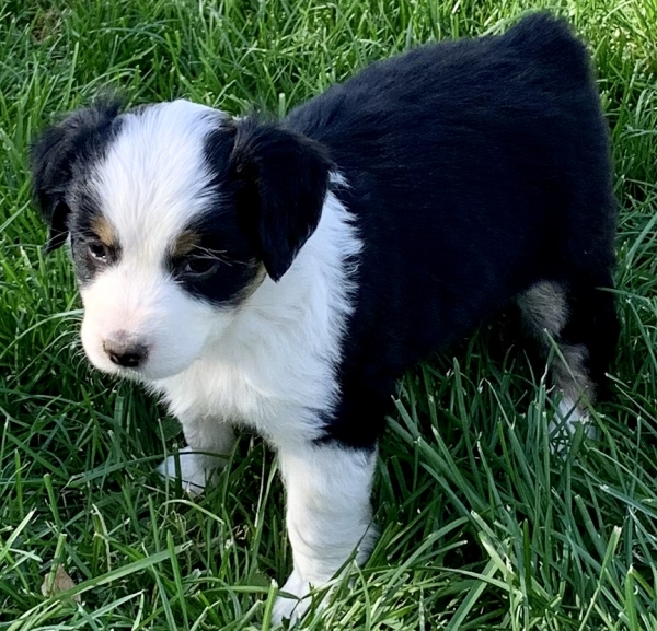 Nellie