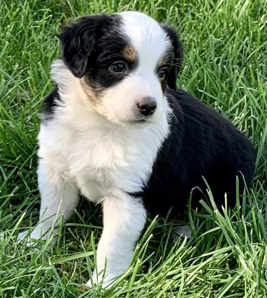 Nellie