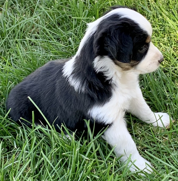 Nellie