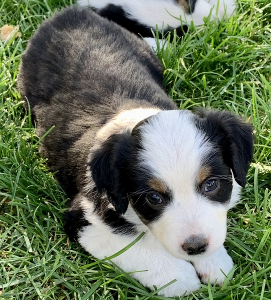 Nellie