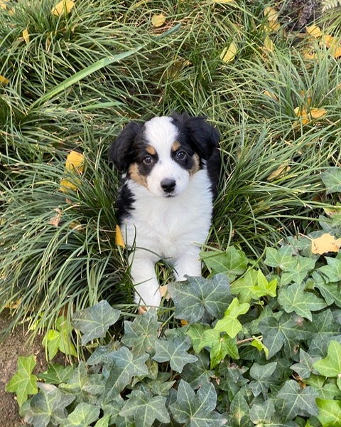 Nellie