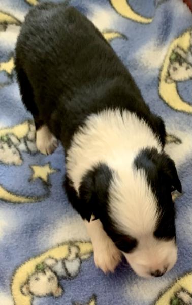 3 weeks old
