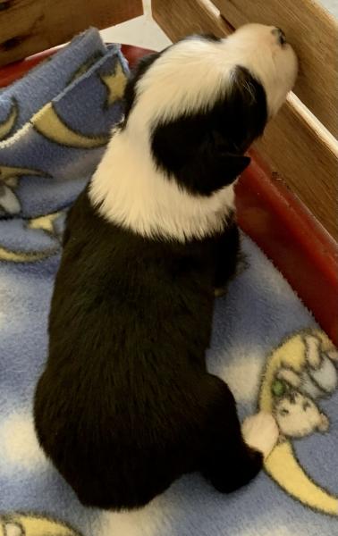 3 weeks old
