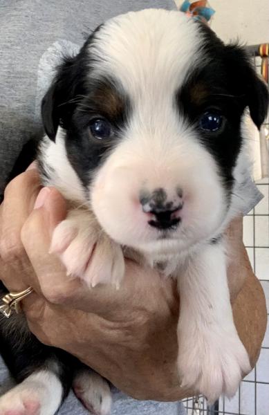 3 weeks old