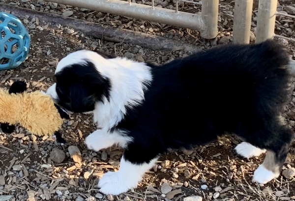 6 weeks old