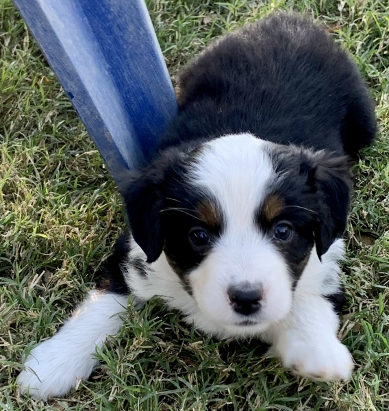 6 weeks old